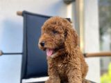 SAFKAN TOY POODLE YAVRULARI