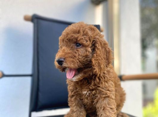 Safkan Toy Poodle Yavrulari