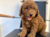 Safkan Toy Poodle Yavrulari