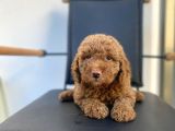 Safkan Toy Poodle Yavrulari