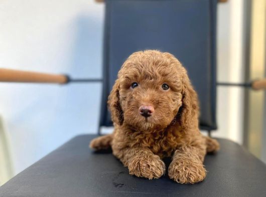 Safkan Toy Poodle Yavrulari görsel