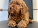 Safkan Toy Poodle Yavrulari