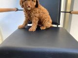 Safkan Toy Poodle Yavrulari