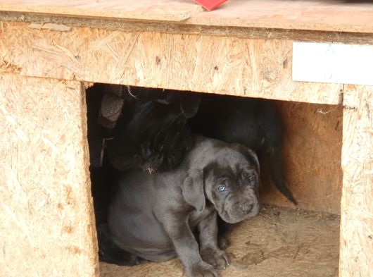 Safkan Cane Corso Yavrulari görsel