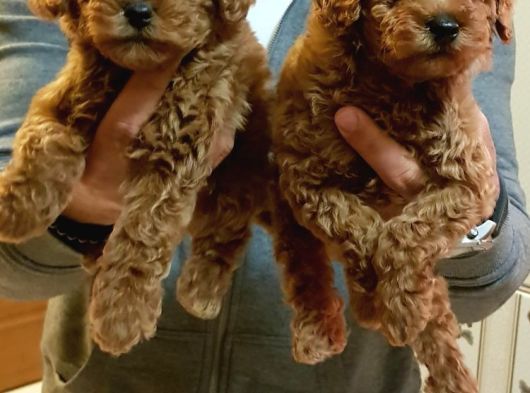 İnanilmaz Kali̇te Toy Poodle Yavrular Burada görsel