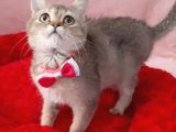 NY25 GOLDEN BRİTİSH SHORTHAİR