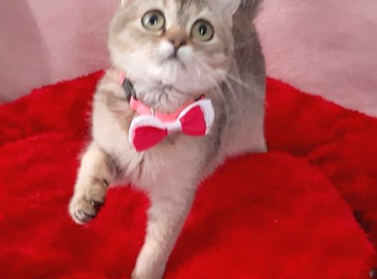 Ny25 Golden Bri̇ti̇sh Shorthai̇r görsel