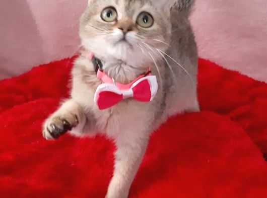 Ny25 Golden Bri̇ti̇sh Shorthai̇r görsel