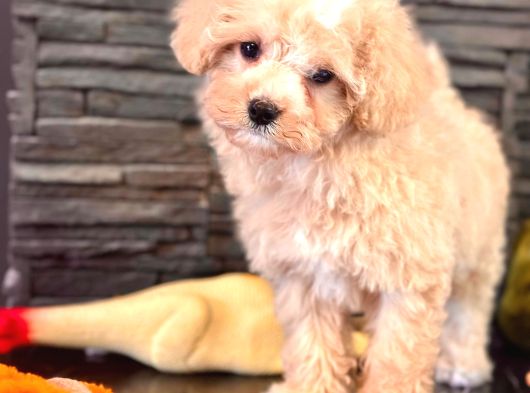 Tea Cup Malti̇poo Yavrulari̇ İstanbul görsel