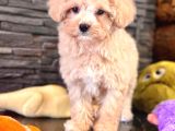 Tea Cup Malti̇poo Yavrulari̇ İstanbul