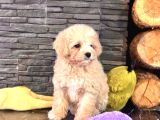 Tea Cup Malti̇poo Yavrulari̇ İstanbul