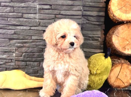Tea Cup Malti̇poo Yavrulari̇ İstanbul görsel