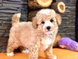Tea Cup Malti̇poo Yavrulari̇ İstanbul