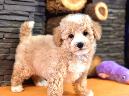 Tea Cup Malti̇poo Yavrulari̇ İstanbul görsel