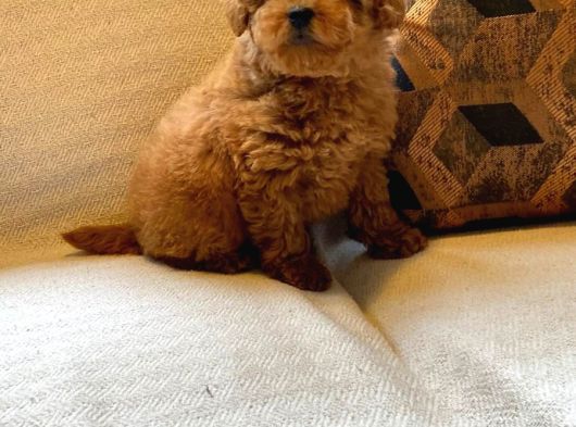 Muhteşem Poodle Yavru Sizleri Bekliyor görsel