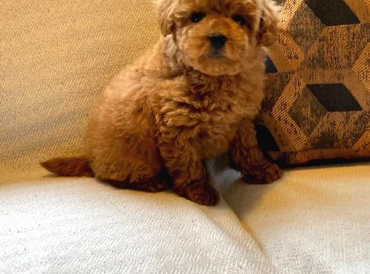 Muhteşem Poodle Yavru Sizleri Bekliyor görsel
