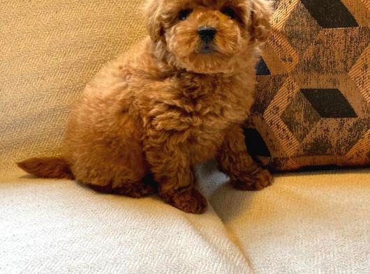 Muhteşem Poodle Yavru Sizleri Bekliyor