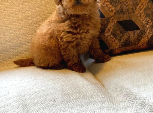 Muhteşem Poodle Yavru Sizleri Bekliyor görsel
