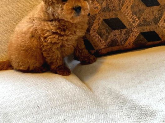 Muhteşem Poodle Yavru Sizleri Bekliyor görsel