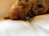 Muhteşem Poodle Yavru Sizleri Bekliyor