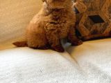 Muhteşem Poodle Yavru Sizleri Bekliyor