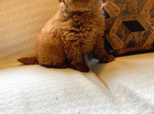 Muhteşem Poodle Yavru Sizleri Bekliyor görsel