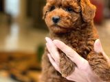 Red Brown Toy Poodle Yavruları İstanbul