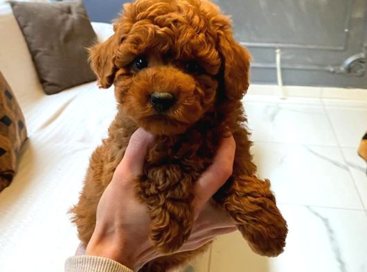 Red Brown Toy Poodle Yavruları İstanbul