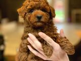 Red Brown Toy Poodle Yavruları İstanbul
