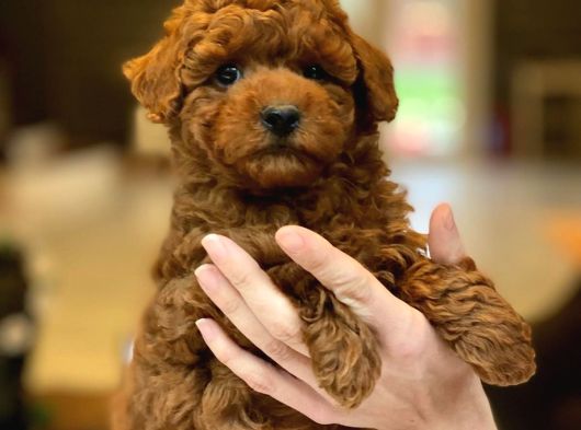 Red Brown Toy Poodle Yavruları İstanbul görsel