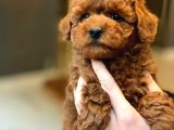 Red Brown Toy Poodle Yavruları İstanbul