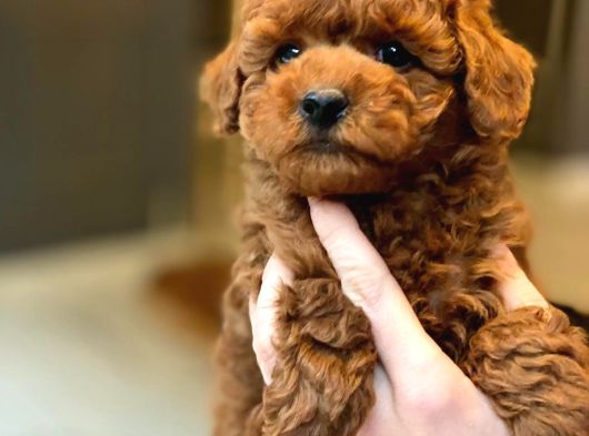 Red Brown Toy Poodle Yavruları İstanbul görsel
