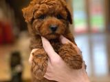 Red Brown Toy Poodle Yavruları İstanbul