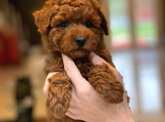 Red Brown Toy Poodle Yavruları İstanbul görsel