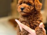 Red Brown Toy Poodle Yavruları İstanbul