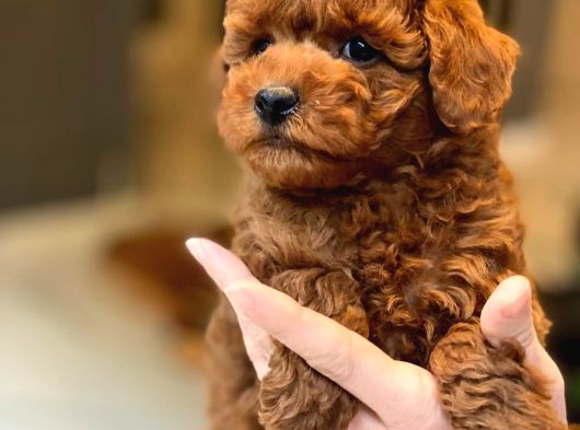 Red Brown Toy Poodle Yavruları İstanbul görsel