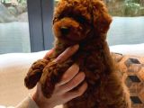Red Brown Toy Poodle Yavruları İstanbul