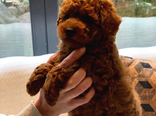 Red Brown Toy Poodle Yavruları İstanbul görsel