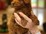 Red Brown Toy Poodle Yavruları İstanbul