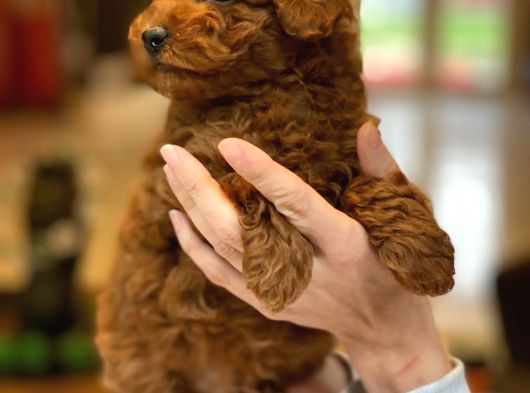 Red Brown Toy Poodle Yavruları İstanbul görsel