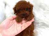 Aileden Büyümeyen Premium Poodle Bebekler