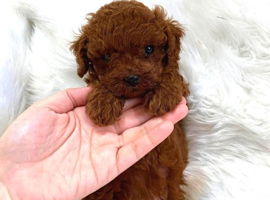 Aileden Büyümeyen Premium Poodle Bebekler görsel