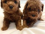 Aileden Büyümeyen Premium Poodle Bebekler