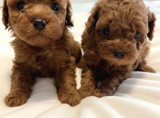 Aileden Büyümeyen Premium Poodle Bebekler görsel