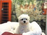 Kore Kan Teacup MalteseTerrier Yavrularımız