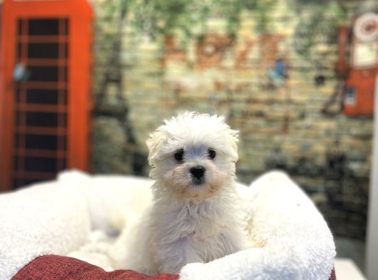 Kore Kan Teacup Malteseterrier Yavrularımız