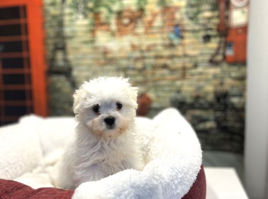 Kore Kan Teacup Malteseterrier Yavrularımız görsel