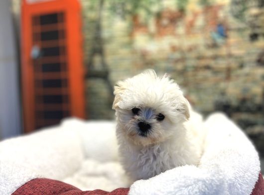Kore Kan Teacup Malteseterrier Yavrularımız görsel
