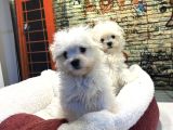 Kore Kan Teacup Malteseterrier Yavrularımız