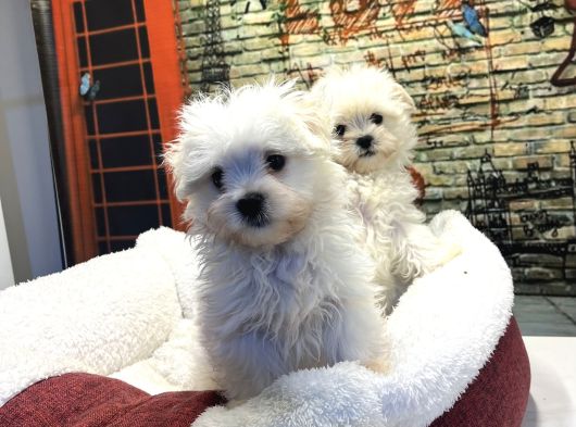 Kore Kan Teacup Malteseterrier Yavrularımız görsel